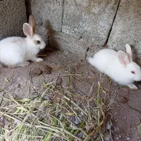خرگوش