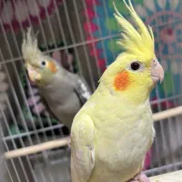 طوطی عروس هلندی