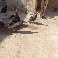 بوقلمون 5ماهه