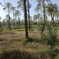 فروش پاجوش دمیت نخل کبکاب حدود ۱۵۰ عدد