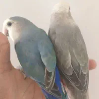 جفت کوتوله برزیلی