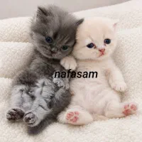 واگذاری یک عدد بچه گربه