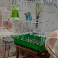 خوش رنگ و خاص بالغ آماده معاوضه با قناری