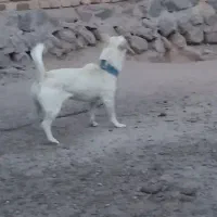 سگ پاکوتاه  روباهی