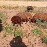میش|حیوانات مزرعه|نیشابور, دربقاضی|دیوار