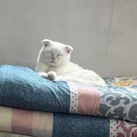 واگذاری بچه گربه