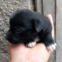 توله ای پاکوتا