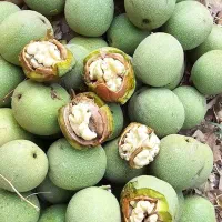 گردو تازه تویسرکان