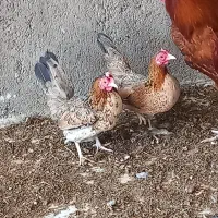 مرغ‌مینیاتوری‌جوان‌