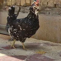 مرغ گلین فول کیفیت با جوجه