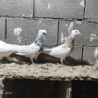 فروش سه جفت پرنده از بهترین نسل