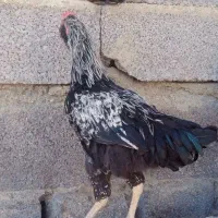 خروس بهاره