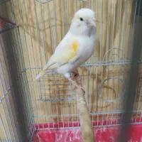قناری ماده