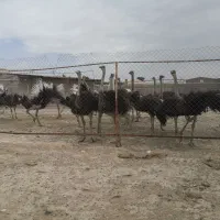شترمرغ