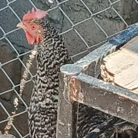 معاوضه مرغ با قوغاز