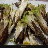 فروش کنگر زیبا