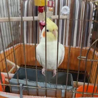 یک عدد عروس هلندی ماده گمشده