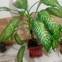 گل دیفن باخیا