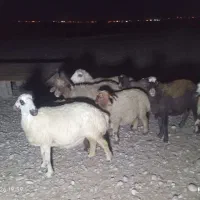 گوسفند