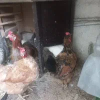 مرغ خروس محلی