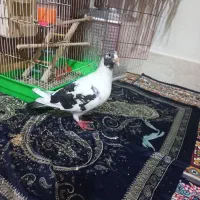 کبوتر|پرنده|مشهد, حضرت حجت|دیوار