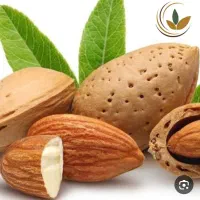 بادام تازه کسی نداره
