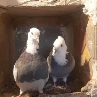 کبوتر