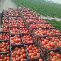 افزایش تناژ تضمینی با کودهای ارگانیک ۱۷ عنصره