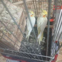 جفت عروس هلندی با جوجه ۲۰ روزه