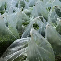 سبزی خردشده