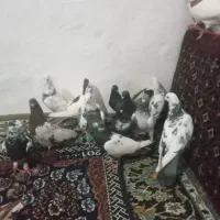 کفتر|پرنده|زاهدان, |دیوار