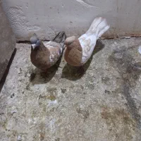 کله نروماده