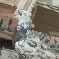 کفتر فروشی