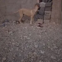 توله سگ سرابی