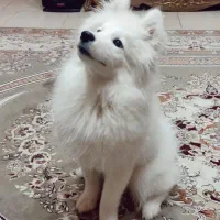 سامویید ماده