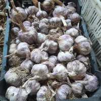 سیر بذری وسیر مصرفی