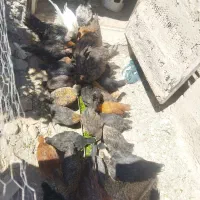 جوجه مرغ وخروس