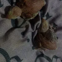 یک جفت کوتوله برزیلی