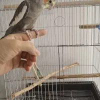 عروس هلندی