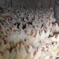 مرغ تخمگذار
