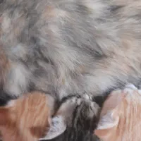 گربه
