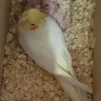 عروس هلندی گم شده خانوادشومن دق کردیم بخدا