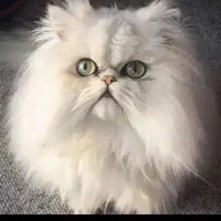 بریتیش لانگ هیر