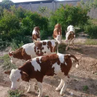 گوساله های وارداتی سیمینتال