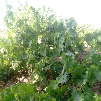 باغ انگور
