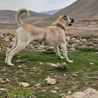 سرابی