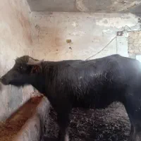 یک راس گاو میش دو دندان یه نفر شتر مخصوص قربانی
