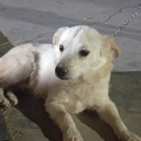 سگ پاکوتاه