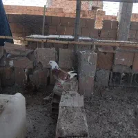 دو عدد کبوتر شازده ماده پرشی شازده سیاه انگشت زده