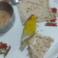 طوطی برزیلی گم شده در حوالی پرنیان